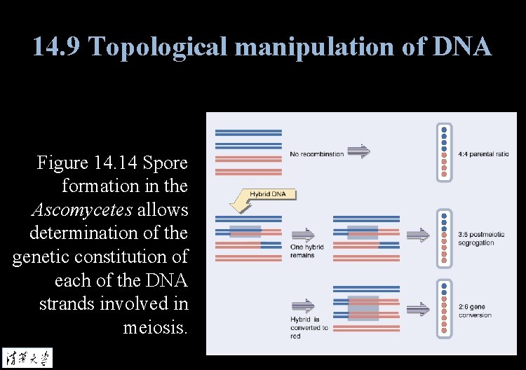 14. 9 Topological manipulation of DNA Figure 14. 14 Spore formation in the Ascomycetes