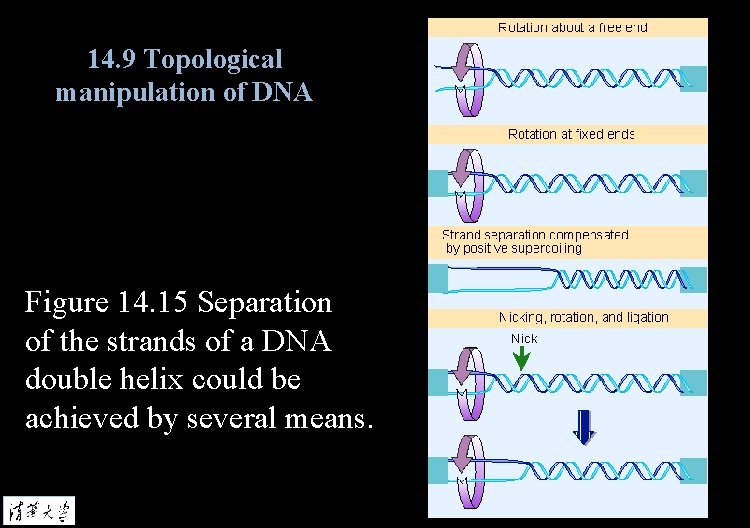 14. 9 Topological manipulation of DNA Figure 14. 15 Separation of the strands of