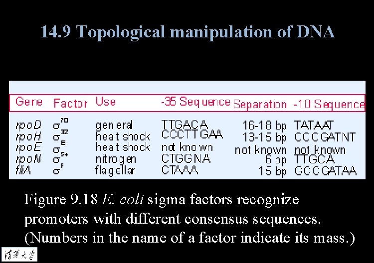 14. 9 Topological manipulation of DNA Figure 9. 18 E. coli sigma factors recognize