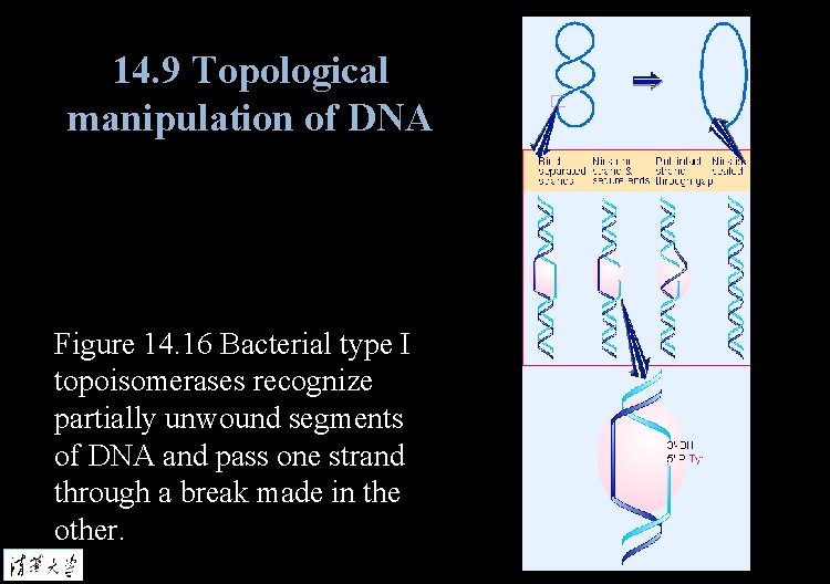 14. 9 Topological manipulation of DNA Figure 14. 16 Bacterial type I topoisomerases recognize
