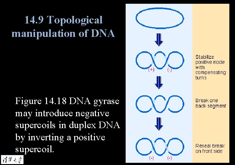 14. 9 Topological manipulation of DNA Figure 14. 18 DNA gyrase may introduce negative