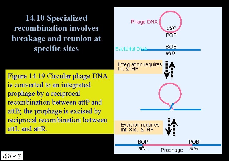 14. 10 Specialized recombination involves breakage and reunion at specific sites Figure 14. 19