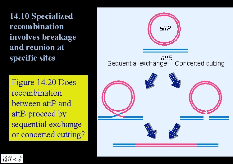 14. 10 Specialized recombination involves breakage and reunion at specific sites Figure 14. 20