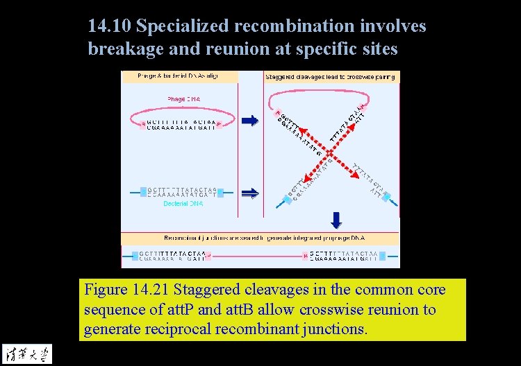 14. 10 Specialized recombination involves breakage and reunion at specific sites Figure 14. 21