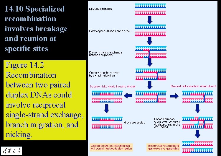 14. 10 Specialized recombination involves breakage and reunion at specific sites Figure 14. 2
