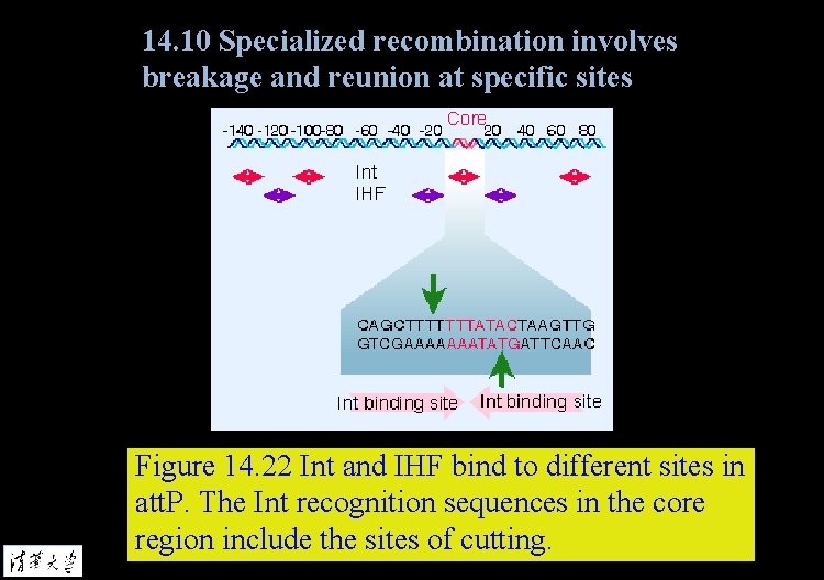 14. 10 Specialized recombination involves breakage and reunion at specific sites Figure 14. 22