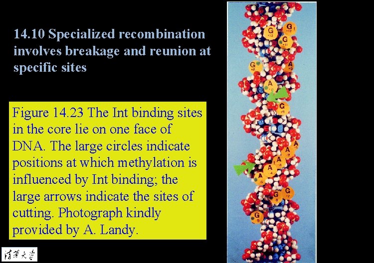 14. 10 Specialized recombination involves breakage and reunion at specific sites Figure 14. 23