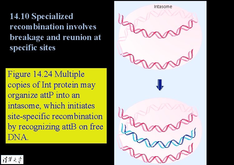 14. 10 Specialized recombination involves breakage and reunion at specific sites Figure 14. 24