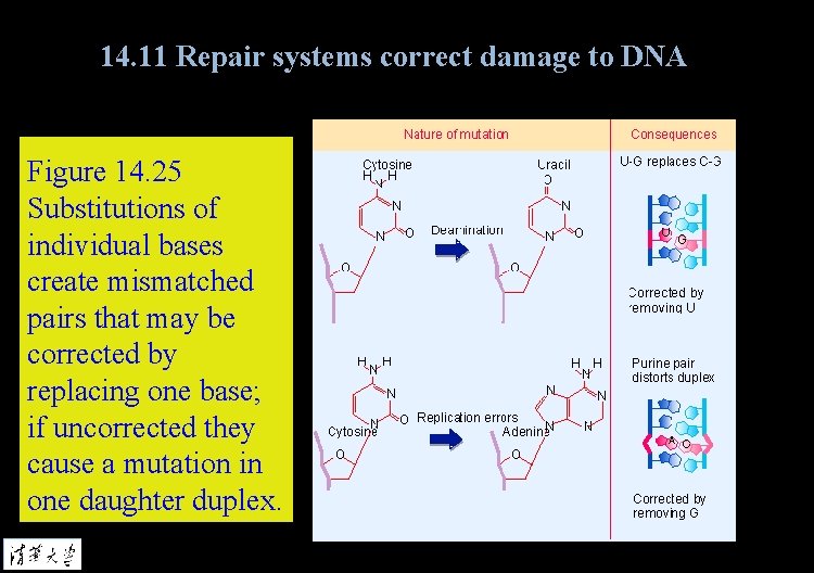 14. 11 Repair systems correct damage to DNA Figure 14. 25 Substitutions of individual