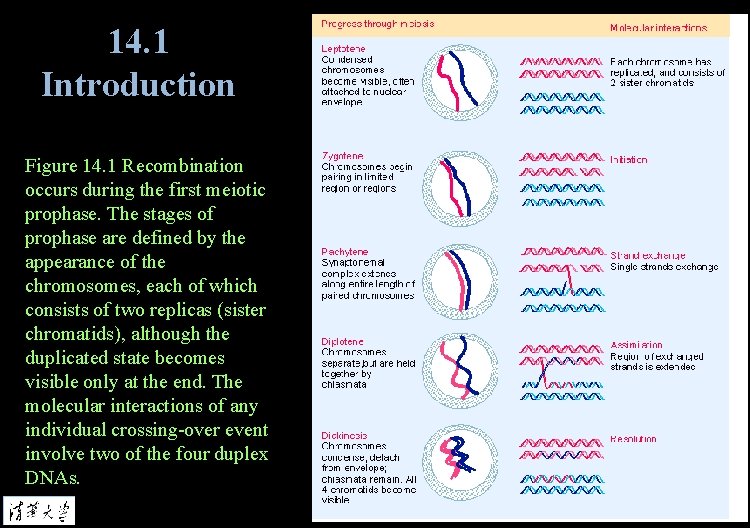 14. 1 Introduction Figure 14. 1 Recombination occurs during the first meiotic prophase. The