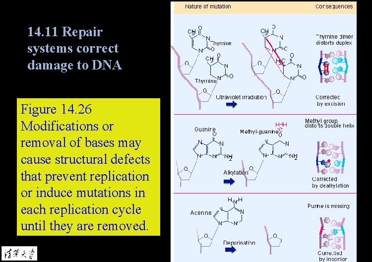 14. 11 Repair systems correct damage to DNA Figure 14. 26 Modifications or removal