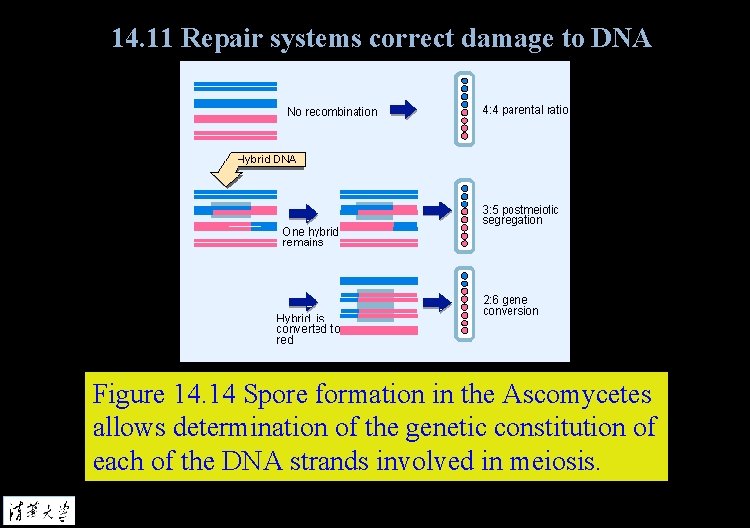 14. 11 Repair systems correct damage to DNA Figure 14. 14 Spore formation in