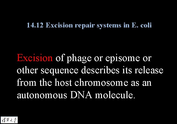 14. 12 Excision repair systems in E. coli Excision of phage or episome or