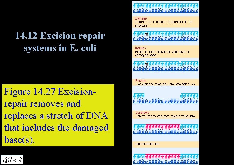 14. 12 Excision repair systems in E. coli Figure 14. 27 Excisionrepair removes and