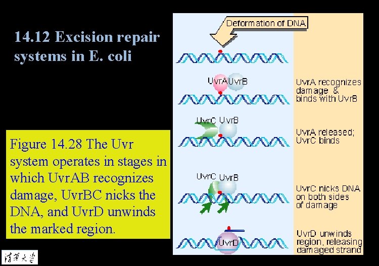 14. 12 Excision repair systems in E. coli Figure 14. 28 The Uvr system