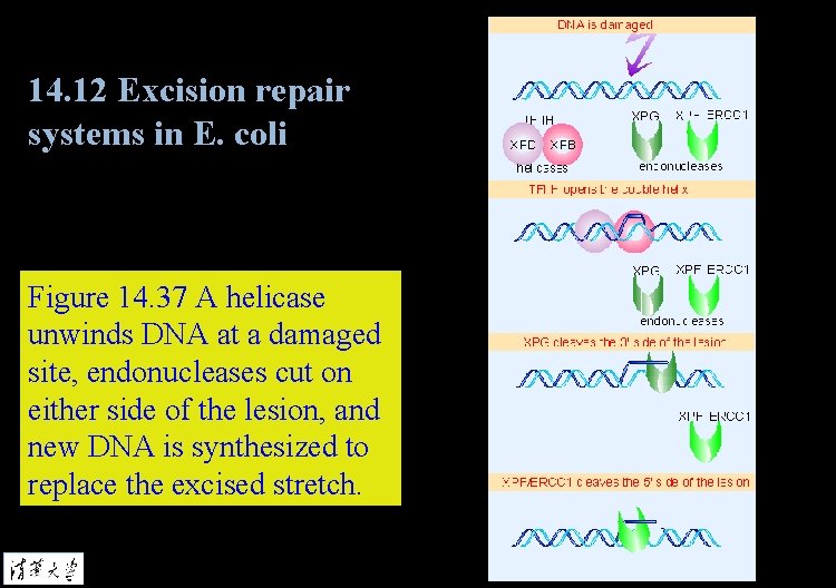 14. 12 Excision repair systems in E. coli Figure 14. 37 A helicase unwinds