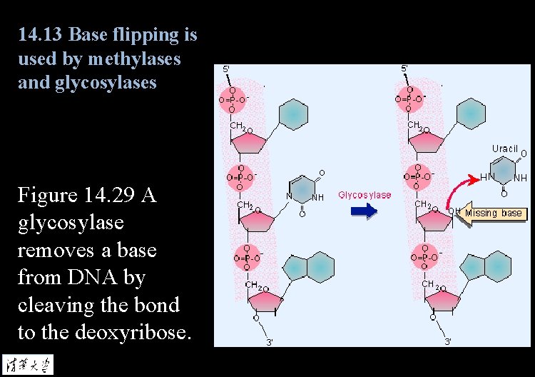 14. 13 Base flipping is used by methylases and glycosylases Figure 14. 29 A