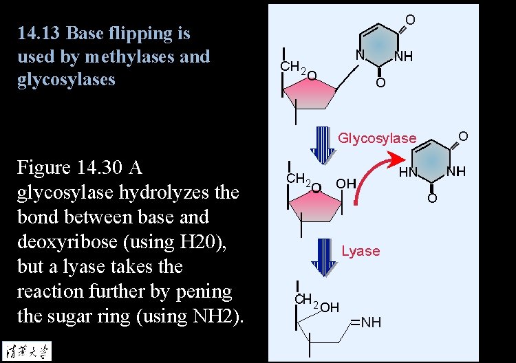 14. 13 Base flipping is used by methylases and glycosylases Figure 14. 30 A