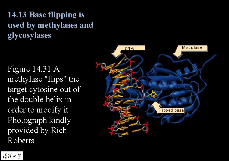 14. 13 Base flipping is used by methylases and glycosylases Figure 14. 31 A