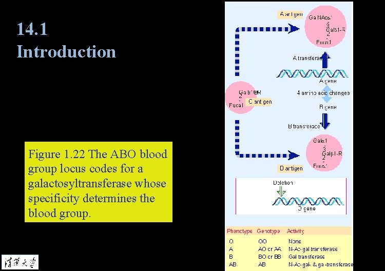 14. 1 Introduction Figure 1. 22 The ABO blood group locus codes for a