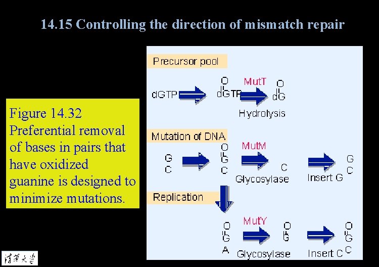 14. 15 Controlling the direction of mismatch repair Figure 14. 32 Preferential removal of