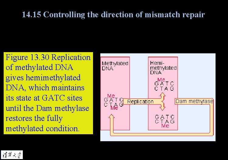 14. 15 Controlling the direction of mismatch repair Figure 13. 30 Replication of methylated