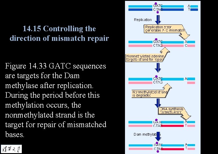 14. 15 Controlling the direction of mismatch repair Figure 14. 33 GATC sequences are