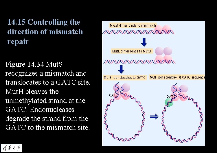14. 15 Controlling the direction of mismatch repair Figure 14. 34 Mut. S recognizes