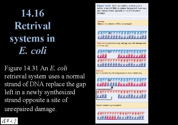 14. 16 Retrival systems in E. coli Figure 14. 31 An E. coli retrieval