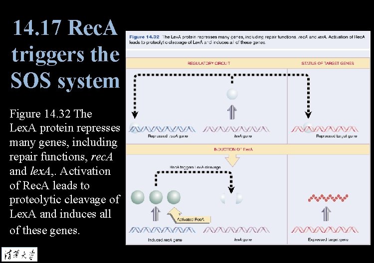 14. 17 Rec. A triggers the SOS system Figure 14. 32 The Lex. A