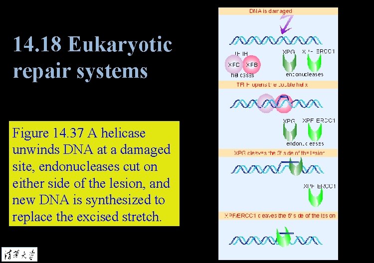 14. 18 Eukaryotic repair systems Figure 14. 37 A helicase unwinds DNA at a