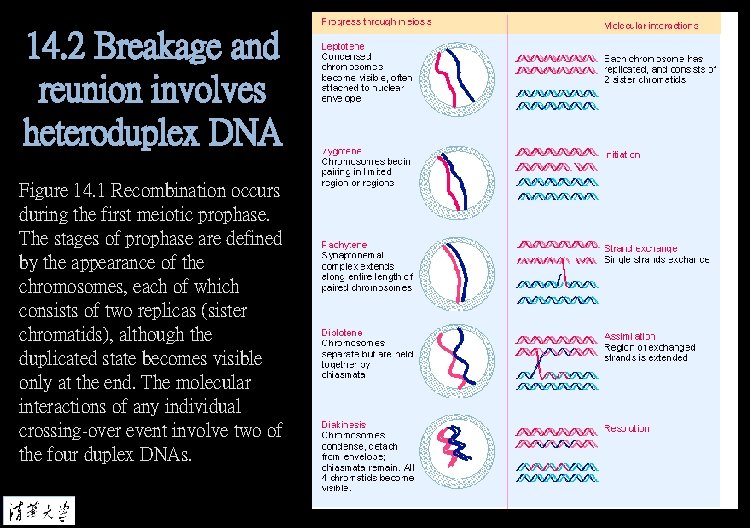 14. 2 Breakage and reunion involves heteroduplex DNA Figure 14. 1 Recombination occurs during