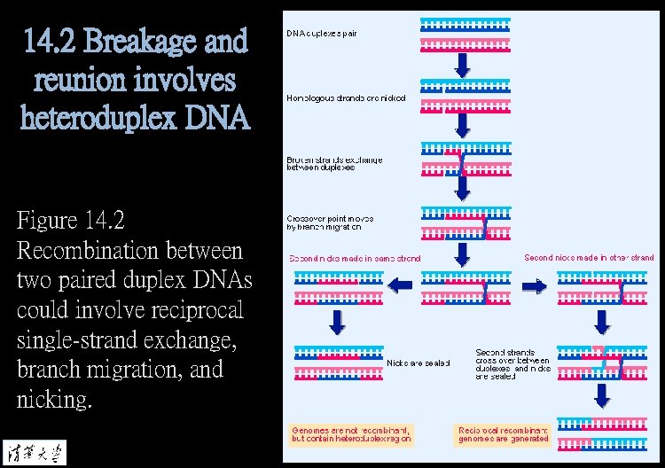 14. 2 Breakage and reunion involves heteroduplex DNA Figure 14. 2 Recombination between two