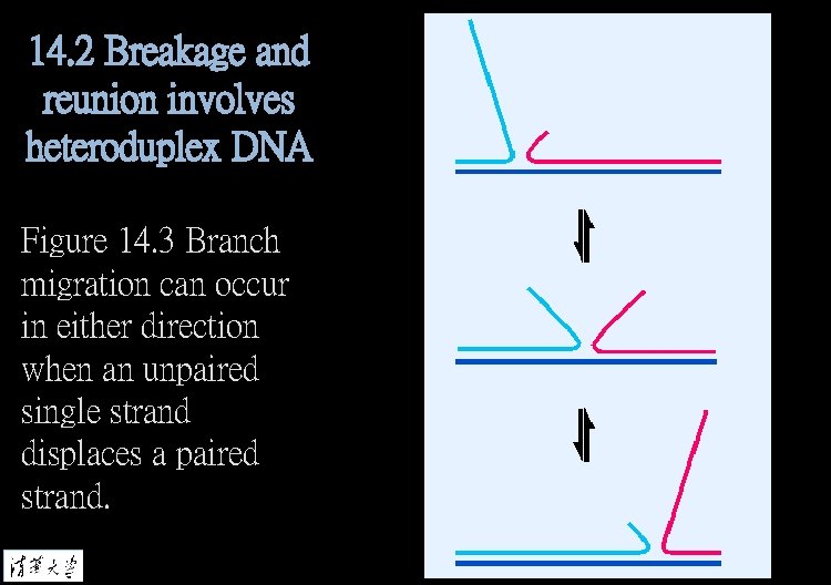 14. 2 Breakage and reunion involves heteroduplex DNA Figure 14. 3 Branch migration can
