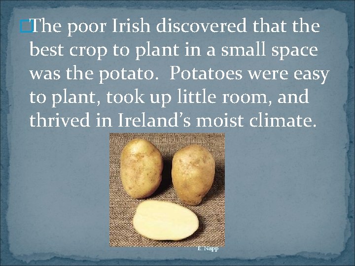 �The poor Irish discovered that the best crop to plant in a small space