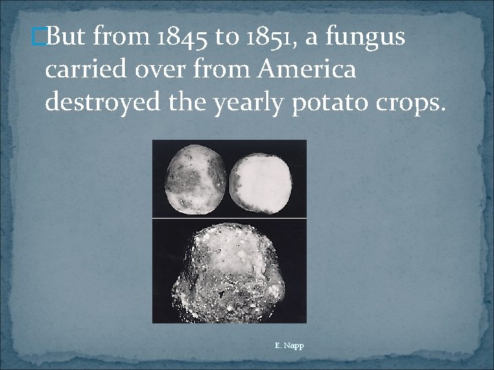 �But from 1845 to 1851, a fungus carried over from America destroyed the yearly