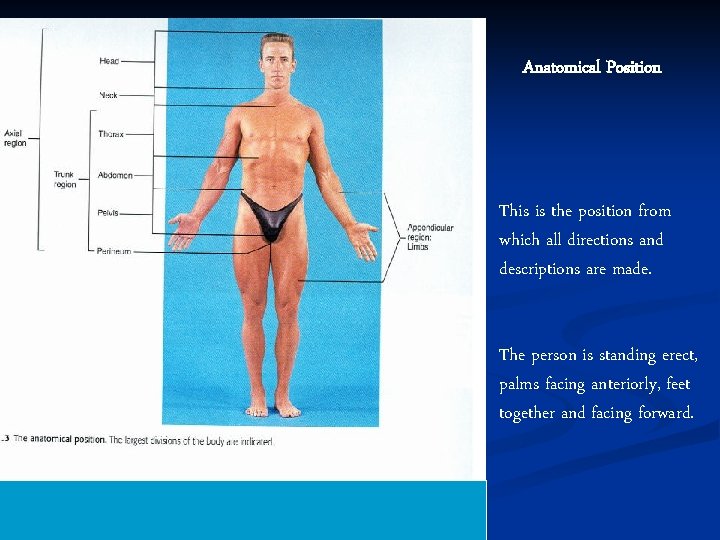 Anatomical Position This is the position from which all directions and descriptions are made.