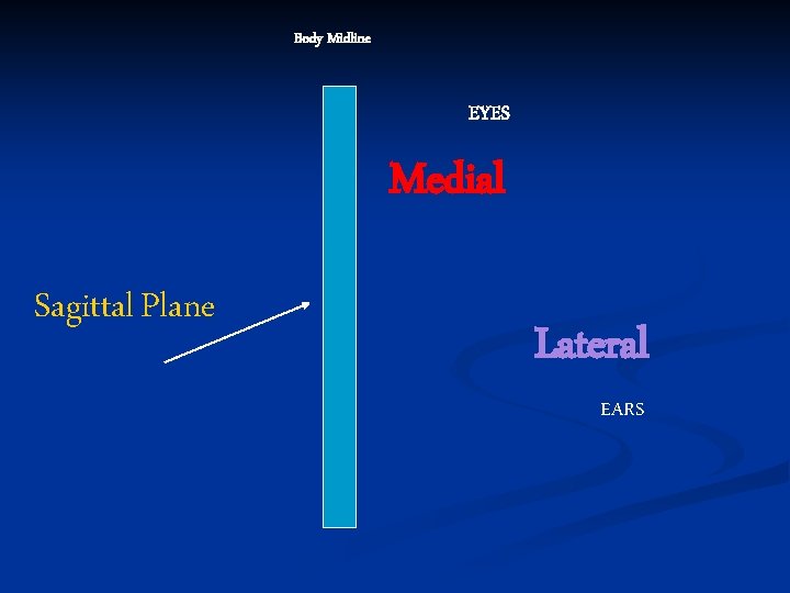 Body Midline EYES Medial Sagittal Plane Lateral EARS 