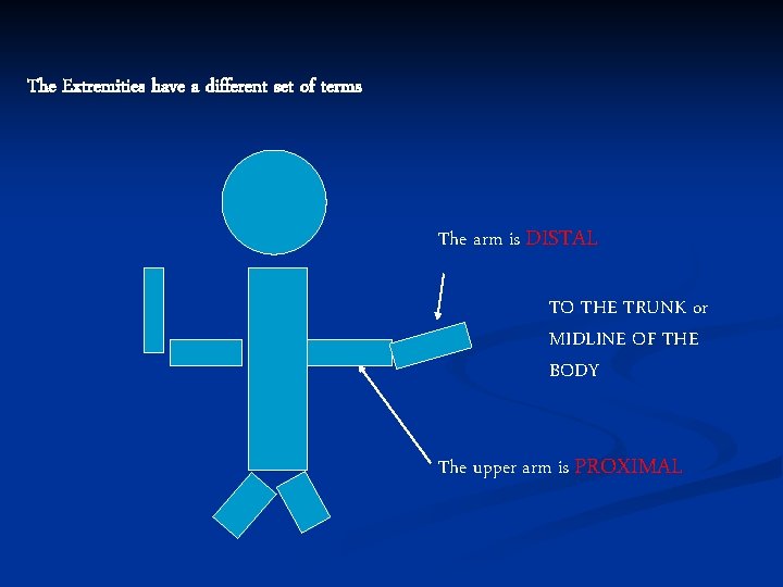 The Extremities have a different set of terms The arm is DISTAL TO THE