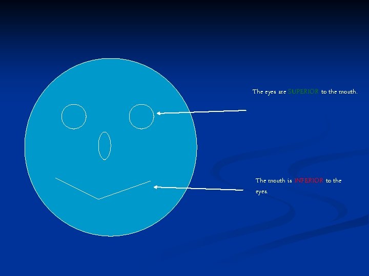 The eyes are SUPERIOR to the mouth. The mouth is INFERIOR to the eyes.