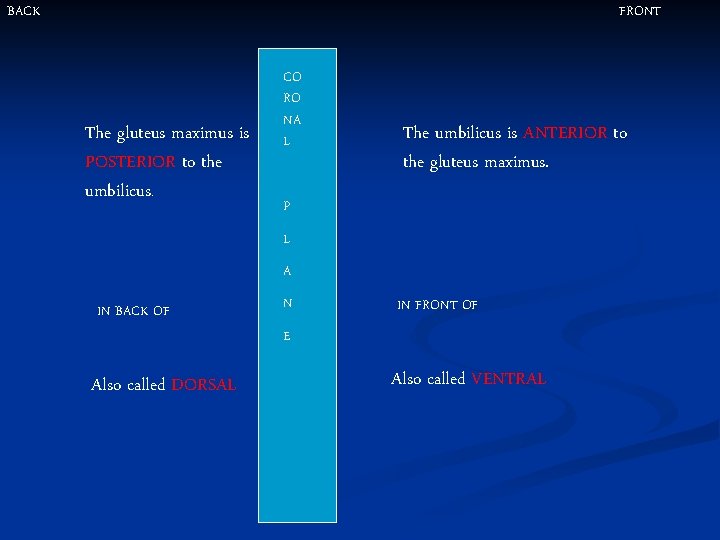BACK FRONT The gluteus maximus is POSTERIOR to the umbilicus. CO RO NA L