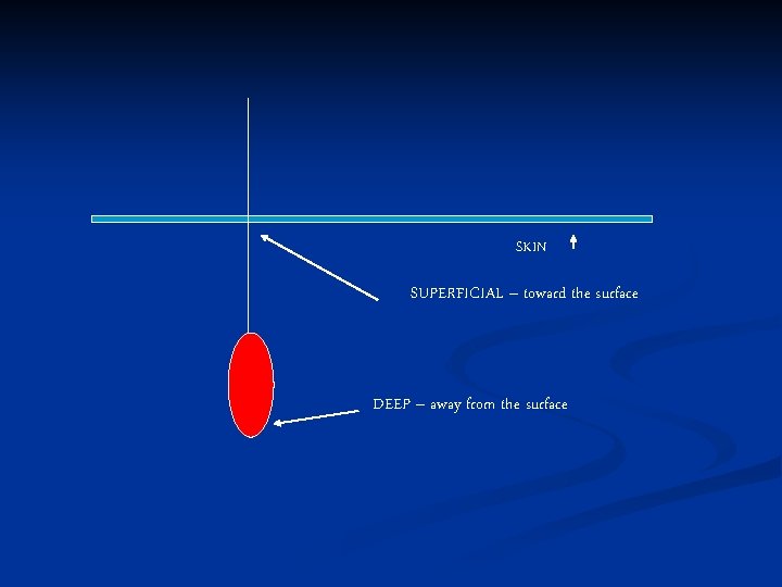 SKIN SUPERFICIAL – toward the surface DEEP – away from the surface 