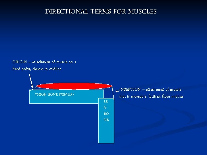 DIRECTIONAL TERMS FOR MUSCLES ORIGIN – attachment of muscle on a fixed point, closest
