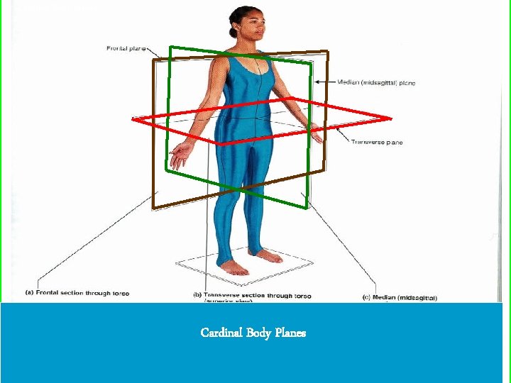 Cardinal Body Planes 