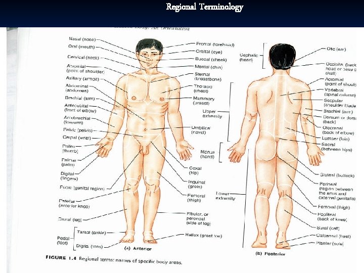 Regional Terminology 