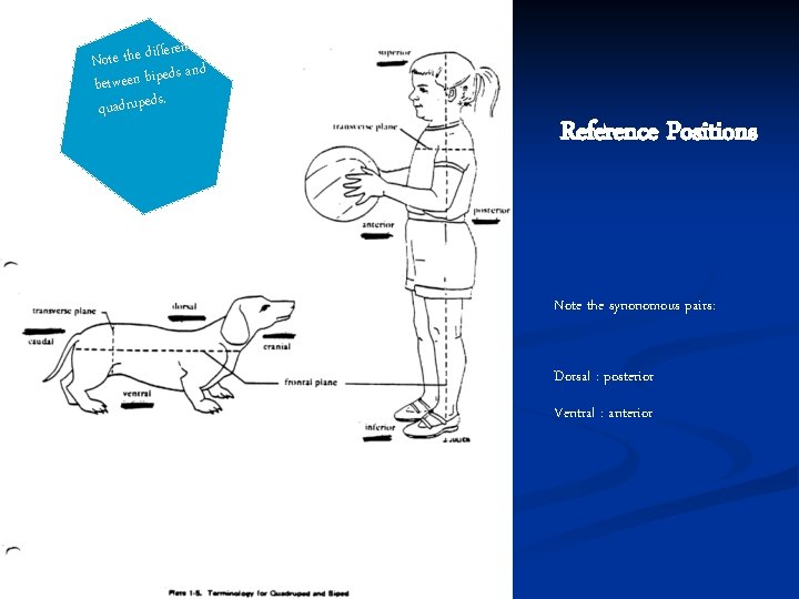 fference Note the di and eds between bip. quadrupeds Reference Positions Note the synonomous