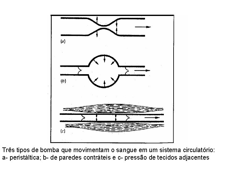 Três tipos de bomba que movimentam o sangue em um sistema circulatório: a- peristáltica;