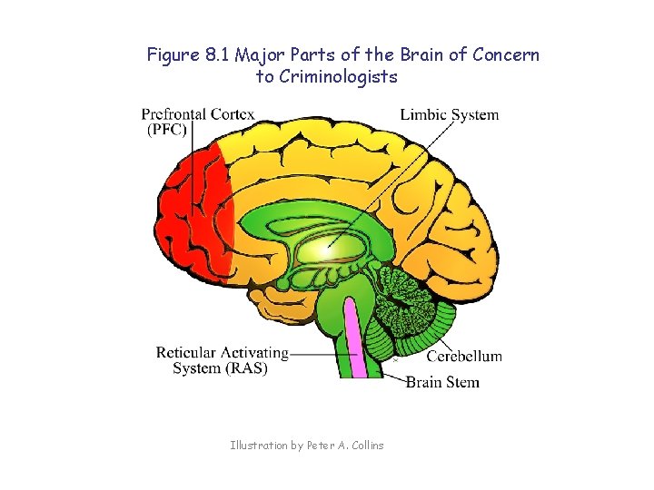 Figure 8. 1 Major Parts of the Brain of Concern to Criminologists Illustration by