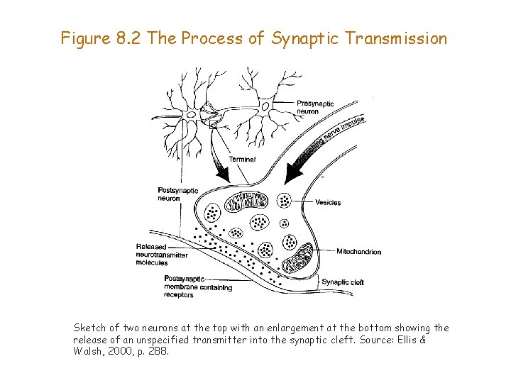 Figure 8. 2 The Process of Synaptic Transmission Sketch of two neurons at the
