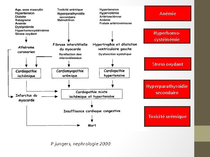 Anémie Hyperhomocystéinémie Stress oxydant Hyperparathyroidie secondaire Toxicité urémique P jungers, nephrologie 2000 